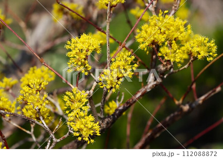 ボール状のかわいい山茱萸の花ー四 112088872