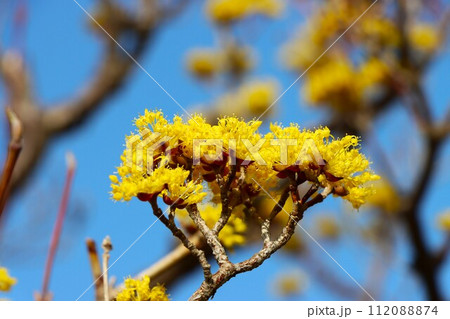 ボール状のかわいい山茱萸の花ー六 112088874