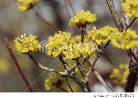 ボール状のかわいい山茱萸の花ー七 ボール状のかわいい山茱萸の花ー七 112088875