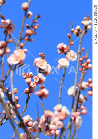 ピンク色の梅の花　見驚（けんきょう）　　 112088929