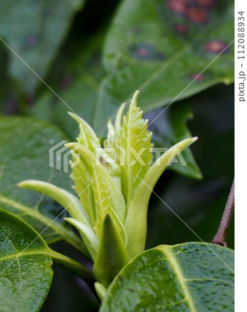 アオキの冬芽（混芽）のクローズアップ 112088934