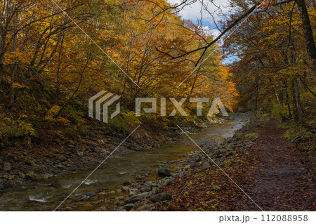日本　青森県中津軽郡にある世界遺産、白神山地の暗門渓谷ルート沿いの暗門川と紅葉 112088958