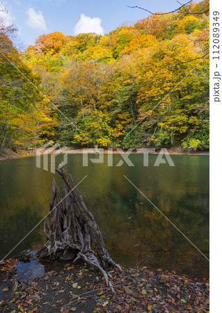 日本 青森県西津軽郡深浦町の白神山地西部に位置する湖沼群、十二湖の鶏頭場の池と紅葉 日本 青森県西津軽郡深浦町の白神山地西部に位置する湖沼群、十二湖の鶏頭場の池と紅葉 112089349