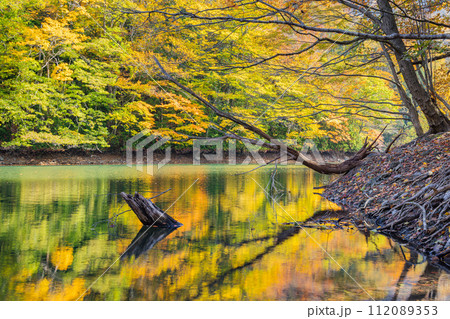 日本　青森県西津軽郡深浦町の白神山地西部に位置する湖沼群、十二湖の鶏頭場の池と鏡面に映る紅葉 112089353