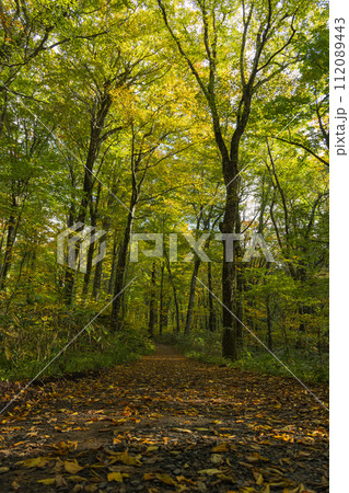 日本　青森県西津軽郡深浦町の白神山地西部に位置する湖沼群、十二湖のブナの森と紅葉 112089443
