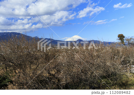 曽我梅林から望む冬の富士山 112089482