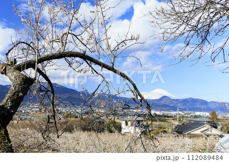 曽我梅林から望む冬の富士山 112089484
