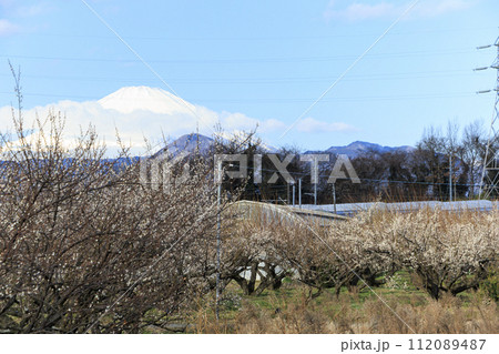 曽我梅林から望む冬の富士山 112089487