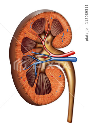 Kidney anatomy Kidney anatomy 112089511