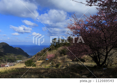 駿河湾を望む静岡県松崎町石部の棚田(富士山も見えます)の早春 駿河湾を望む静岡県松崎町石部の棚田(富士山も見えます)の早春 112089543