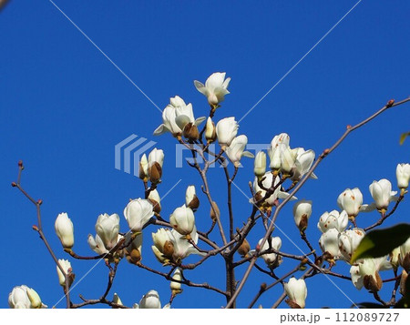 青空と早春の日差しを浴びた白いコブシの花々(花とつぼみをつけた辛夷の枝) 青空と早春の日差しを浴びた白いコブシの花々(花とつぼみをつけた辛夷の枝) 112089727