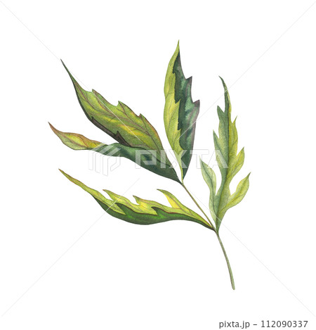 Peony branch with leaves isolated on white background. Hand drawn watercolor botanical illustration of green plant with leaves for greeting cards or wedding invitations. Botanical colorful drawing Peony branch with leaves isolated on white background. Hand drawn watercolor botanical illustration of green plant with leaves for greeting cards or wedding invitations. Botanical colorful drawing 112090337
