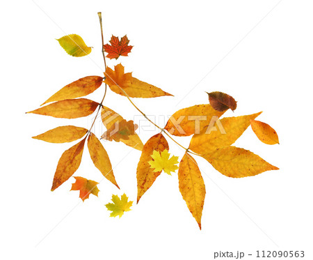 Leaf Fall Leaf Fall 112090563