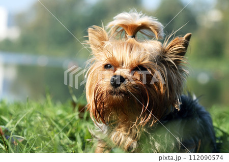 Small Dog In Nature 112090574