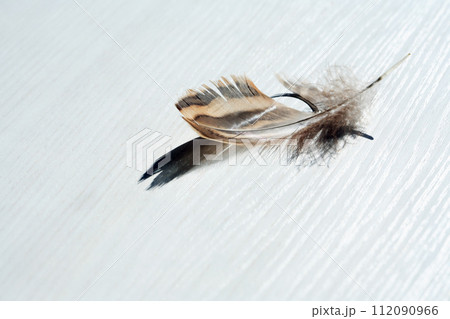 Feather With Shadow 112090966