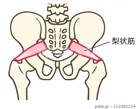 梨状筋 112091214