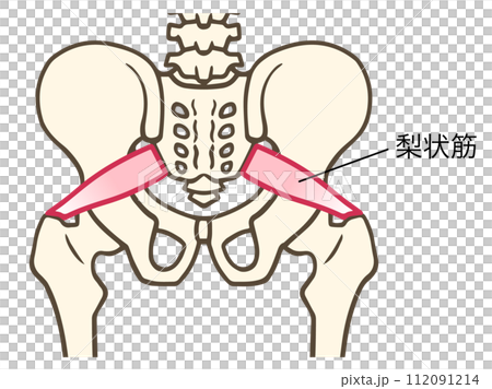 梨状筋 112091214