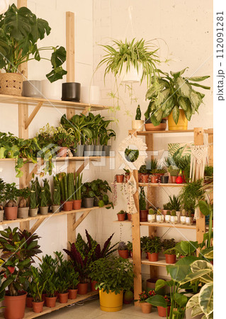 Vertical no people shot of biophilic interior of modern plant shop with various houseplants on shelves Vertical no people shot of biophilic interior of modern plant shop with various houseplants on shelves 112091281