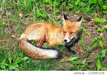 Fox In Nature 112091329