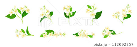 Jasmine Flower with Stalk and Green Leaves Vector Set Jasmine Flower with Stalk and Green Leaves Vector Set 112092257