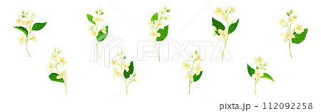 Jasmine Flower with Stalk and Green Leaves Vector Set 112092258