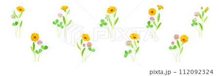 Calendula Plant with Orange Flower Head and Clover on Stem as Meadow Herb Vector Set 112092324