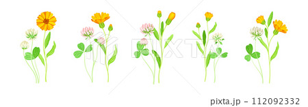Calendula Plant with Orange Flower Head and Clover on Stem as Meadow Herb Vector Set Calendula Plant with Orange Flower Head and Clover on Stem as Meadow Herb Vector Set 112092332