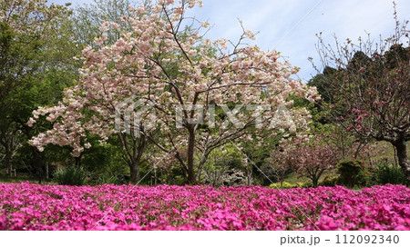 桜と芝桜　静峰ふるさと公園 112092340