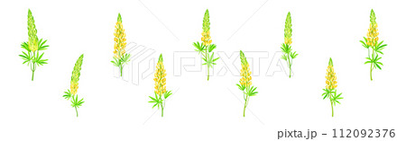 Beautiful Lupin Flowers as Meadow Flowering Herbaceous Plant Vector Set 112092376