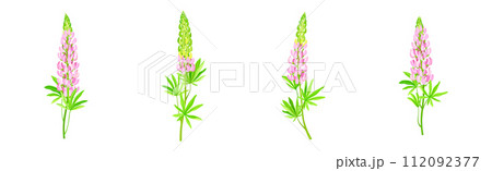 Beautiful Lupin Flowers as Meadow Flowering Herbaceous Plant Vector Set Beautiful Lupin Flowers as Meadow Flowering Herbaceous Plant Vector Set 112092377