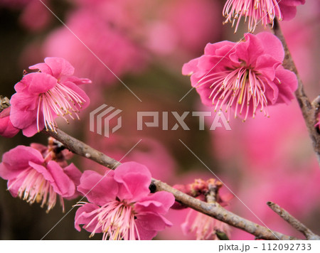 2月に咲いた赤い梅の花「鹿児島紅(カゴシマベニ)」 2月に咲いた赤い梅の花「鹿児島紅(カゴシマベニ)」 112092733