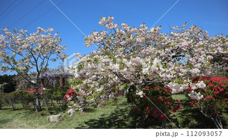 青空背景につつじや桜の咲く公園 静峰ふるさと公園 青空背景につつじや桜の咲く公園 静峰ふるさと公園 112093057