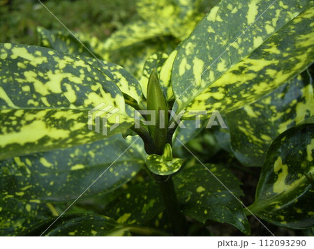 秋の紅葉と対照的な常緑樹低木アオキ 112093290