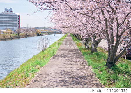 大分市原川沿いに咲く満開の桜 大分市原川沿いに咲く満開の桜 112094553