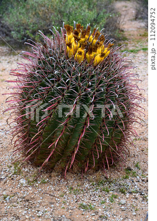 Arizona Barrel Cactus Sonora Desert Arizona 112094752