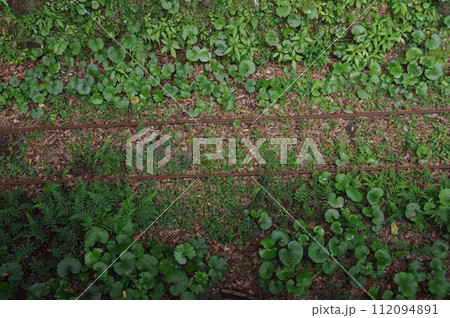 森林軌道の線路 112094891