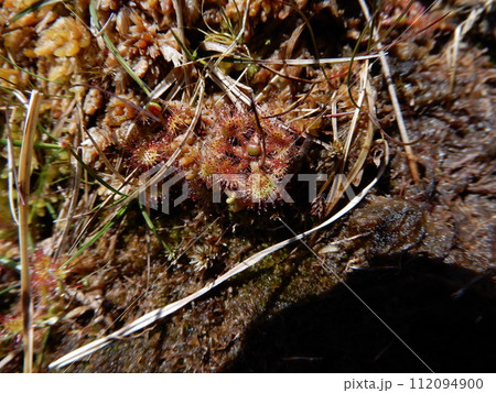 モウセンゴケ モウセンゴケ 112094900