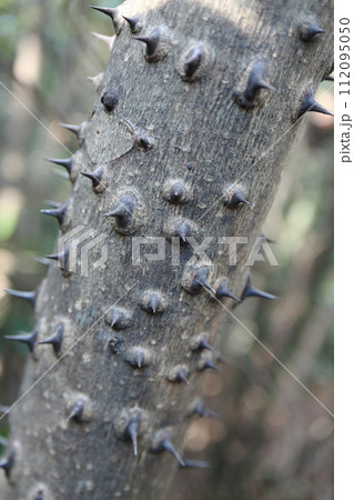 カラスザンショウ 　幹 112095050