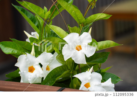 初秋の白いマンデビラの花 初秋の白いマンデビラの花 112095336