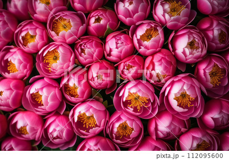 Peony wall. Pink peony background. Flower heads full frame. Blooming flowers border card design. Wedding backdrop, Valentine's Day concept. Bloom pattern, flowery wallpaper, floral postcard 112095600