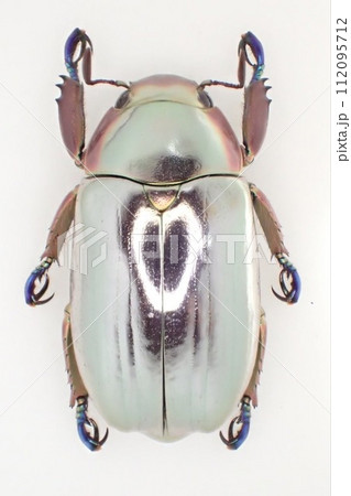 クリサルギレアプラチナコガネ Chrysina chrysargyrea クリサルギレアプラチナコガネ Chrysina chrysargyrea 112095712