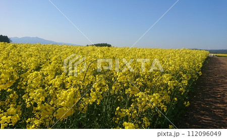菜の花畑 菜の花畑 112096049