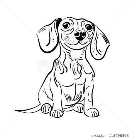 Dachshund Dog. Cute little puppy. Hand drawn. Vector illustration. Doodle or sketch outline Dachshund Dog. Cute little puppy. Hand drawn. Vector illustration. Doodle or sketch outline 112096308