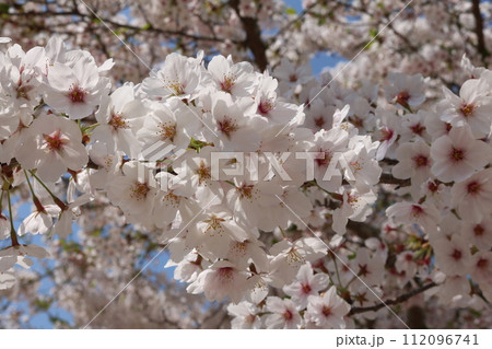 見頃を迎えた満開のソメイヨシノ Someiyoshino cherry full bloom 見頃を迎えた満開のソメイヨシノ Someiyoshino cherry full bloom 112096741