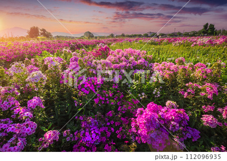 Beautiful flower garden at sunset Near Cheomseongdae in Gyeongju, Gyeongsangbuk-do, South Korea. 112096935