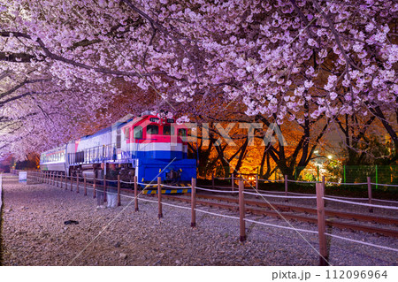 Cherry blossom and train in spring at night It is a popular cherry blossom viewing spot, jinhae, South Korea. 112096964
