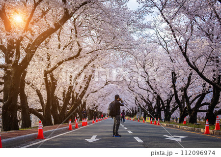 Beautiful cherry blossom tunnel and cherry trees on both sides of the road at the Cherry Blossom Festival in Gyeongju, South Korea.. Beautiful cherry blossom tunnel and cherry trees on both sides of the road at the Cherry Blossom Festival in Gyeongju, South Korea.. 112096974