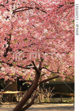 林試の森公園の河津桜 林試の森公園の河津桜 112097021