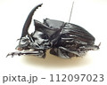 ファヌスニジダイコク Sulcophanaeus faunus 112097023