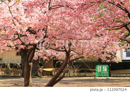 林試の森公園の河津桜 112097024